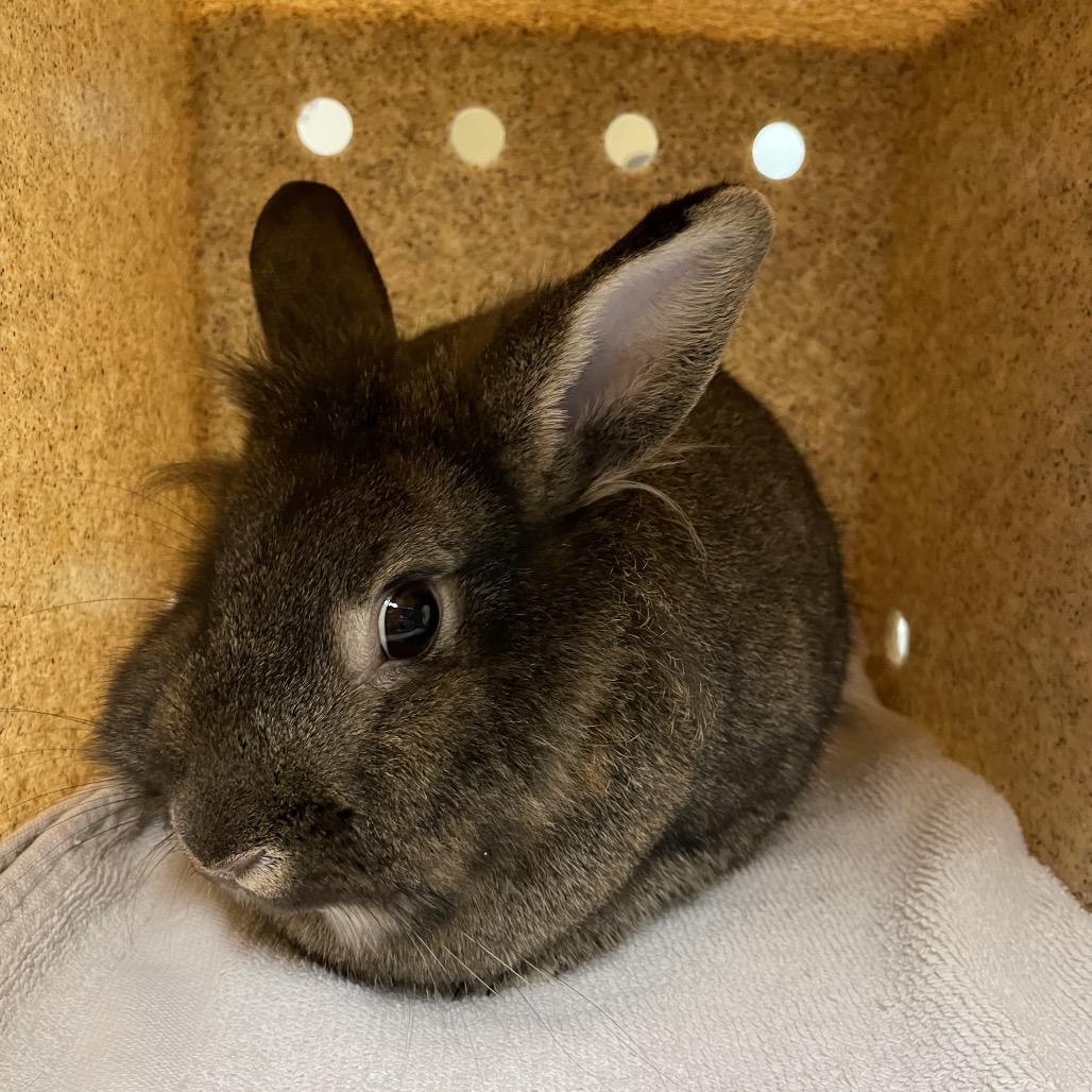 Shelter Stray Female Rabbit last seen , 361 S Raymond Ave, Pasadena, CA 91105, USA