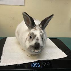 Shelter Stray Male Rabbit last seen , 361 S Raymond Ave, Pasadena, CA 91105, USA