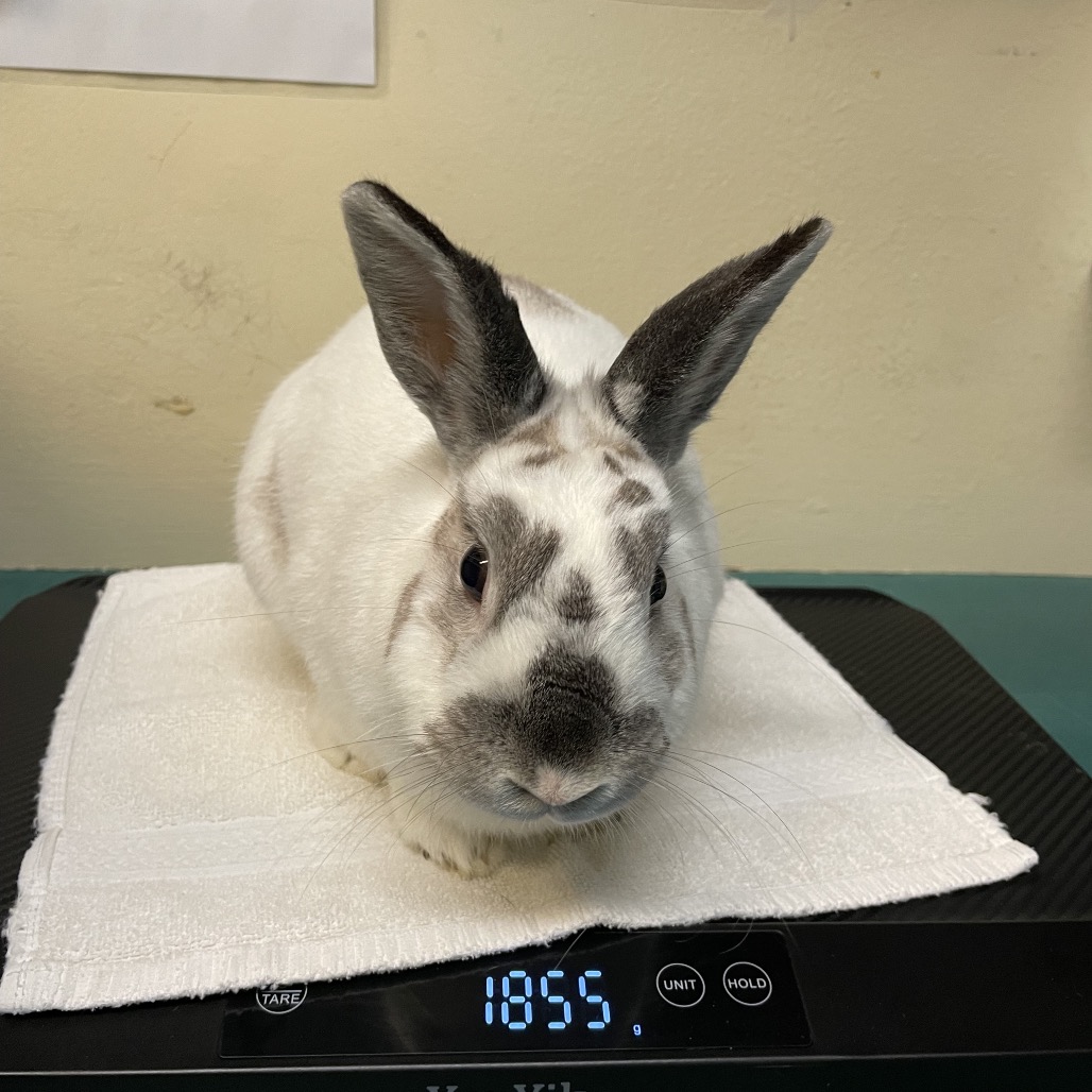 Shelter Stray Male Rabbit last seen , 361 S Raymond Ave, Pasadena, CA 91105, USA