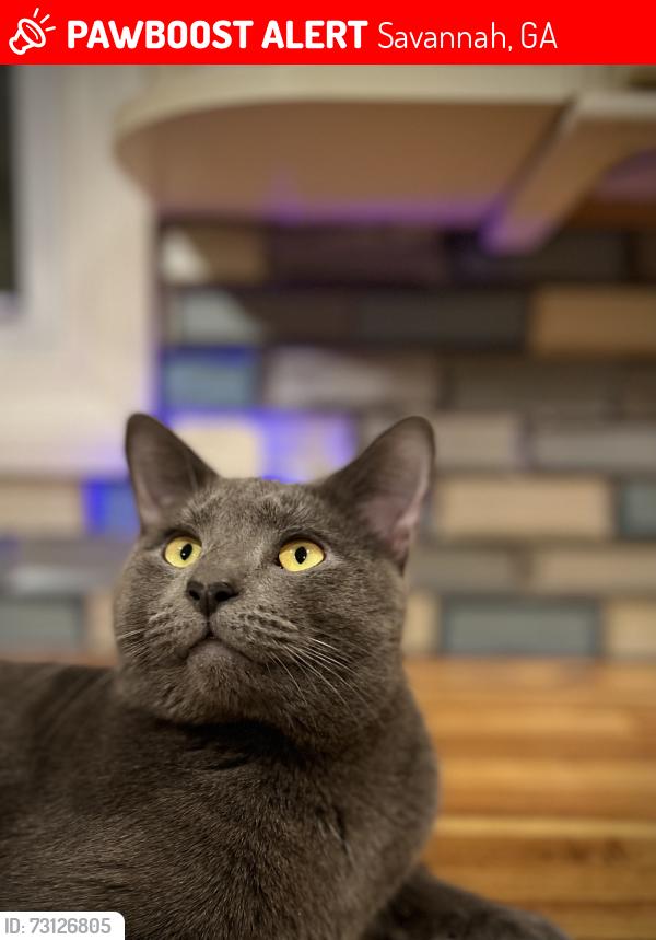 Lost Male Cat last seen Coffee bluff and rose dhu, Savannah, GA 31419
