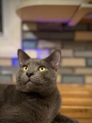 Lost Male Cat last seen Coffee bluff and rose dhu, Savannah, GA 31419