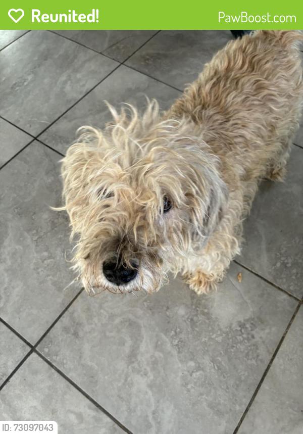 Reunited Male Dog last seen Seventh Ave north, Billings, MT 59101