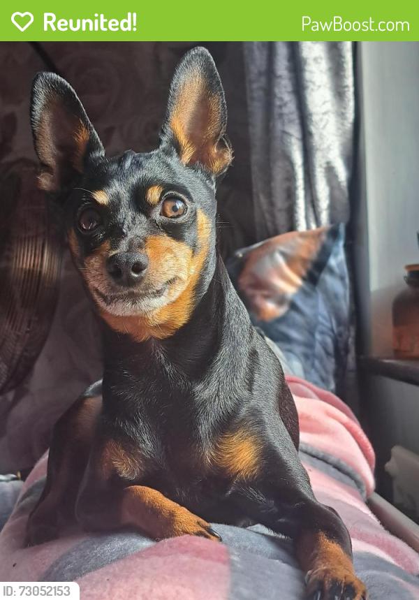 Reunited Male Dog last seen Randsom road foleshill coventy, West Midlands, England CV6 5LG