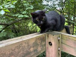 Lost Female Cat last seen Arundel and Cloverview , Cincinnati, OH 45231