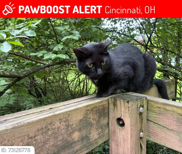 Lost Female Cat last seen Arundel and Cloverview , Cincinnati, OH 45231