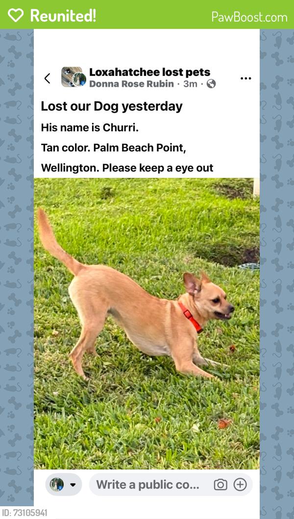 Reunited Male Dog last seen Palm beach boulevard, Wellington, FL 33414