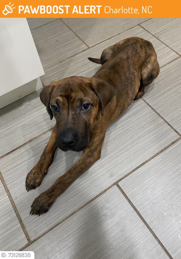Found/Stray Female Dog last seen Brookdale and Starbrook rd, Charlotte, NC 28210