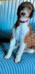 Found/Stray Male Dog last seen 93rd and SE Foster Rd., Portland, OR 97266