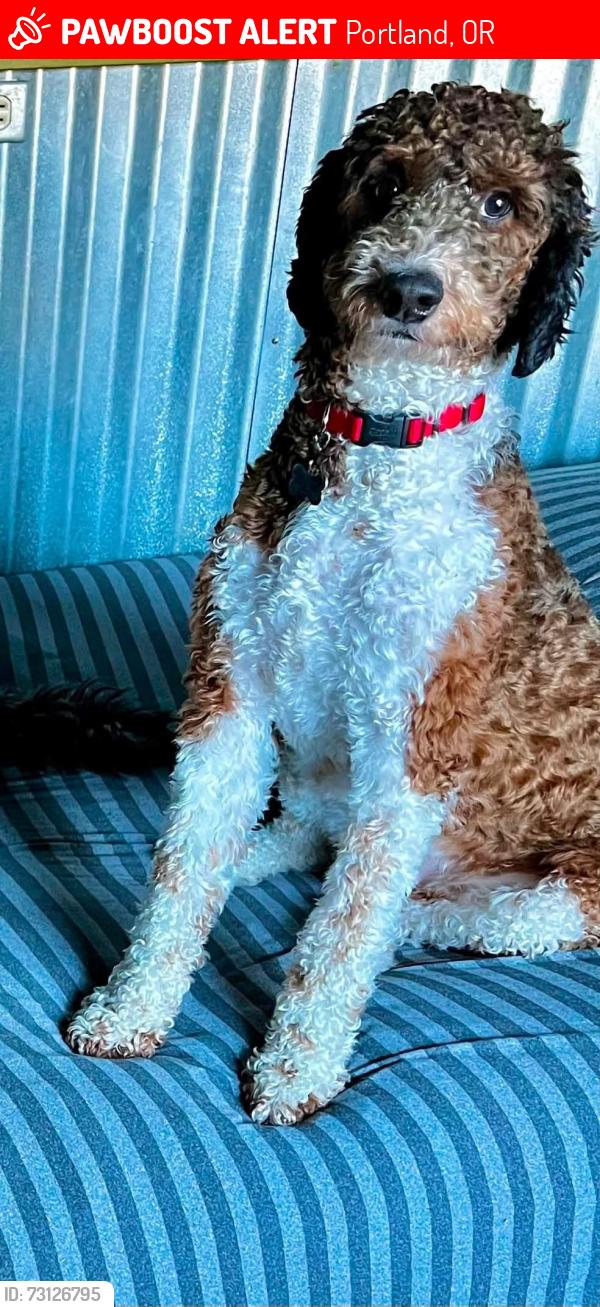 Found/Stray Male Dog last seen 93rd and SE Foster Rd., Portland, OR 97266
