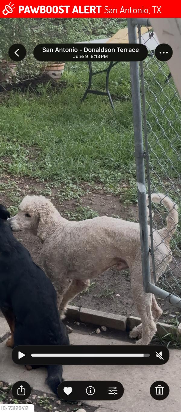 Lost Male Dog last seen Near e quill dr, San Antonio, TX 78228