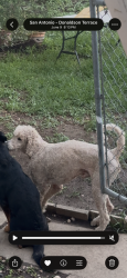 Lost Male Dog last seen Near e quill dr, San Antonio, TX 78228