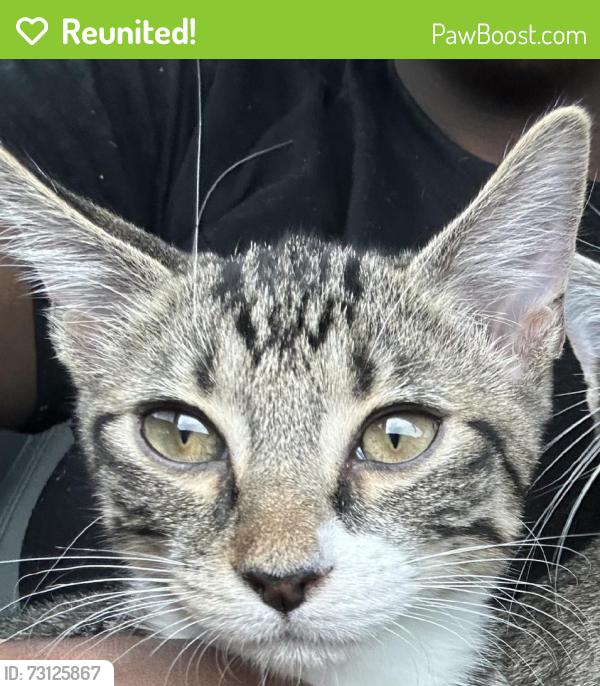 Reunited Unknown Cat last seen Near S Pompano Pkwy, Pompano Beach, FL 33069, USA, Pompano Beach, FL 33069