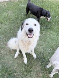 Lost Female Dog last seen Loop 494 & Fm 1314, Porter, TX 77339