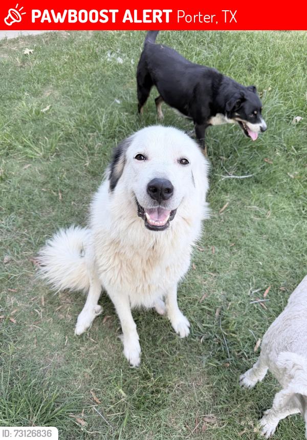 Lost Female Dog last seen Loop 494 & Fm 1314, Porter, TX 77339