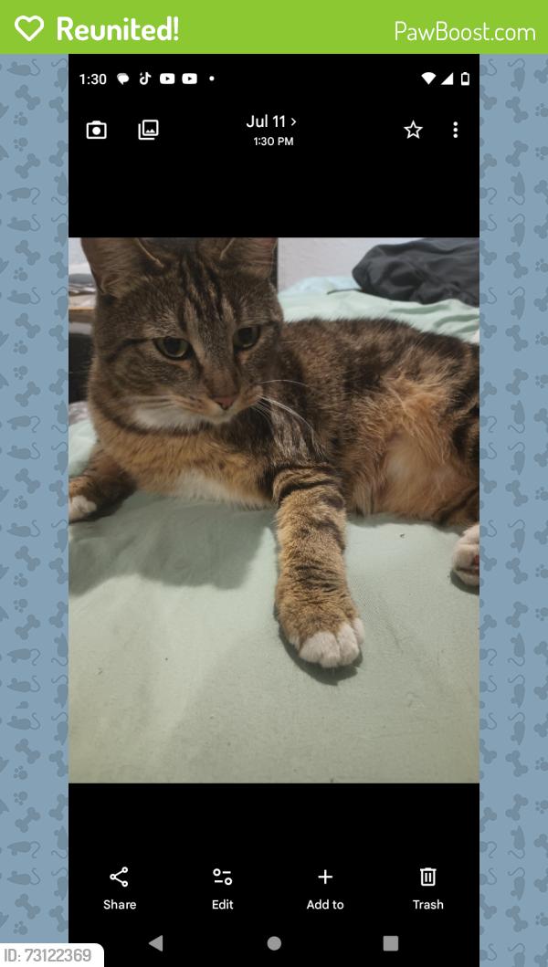 Reunited Female Cat last seen Near 51 St ave s, Tukwila, WA 98168