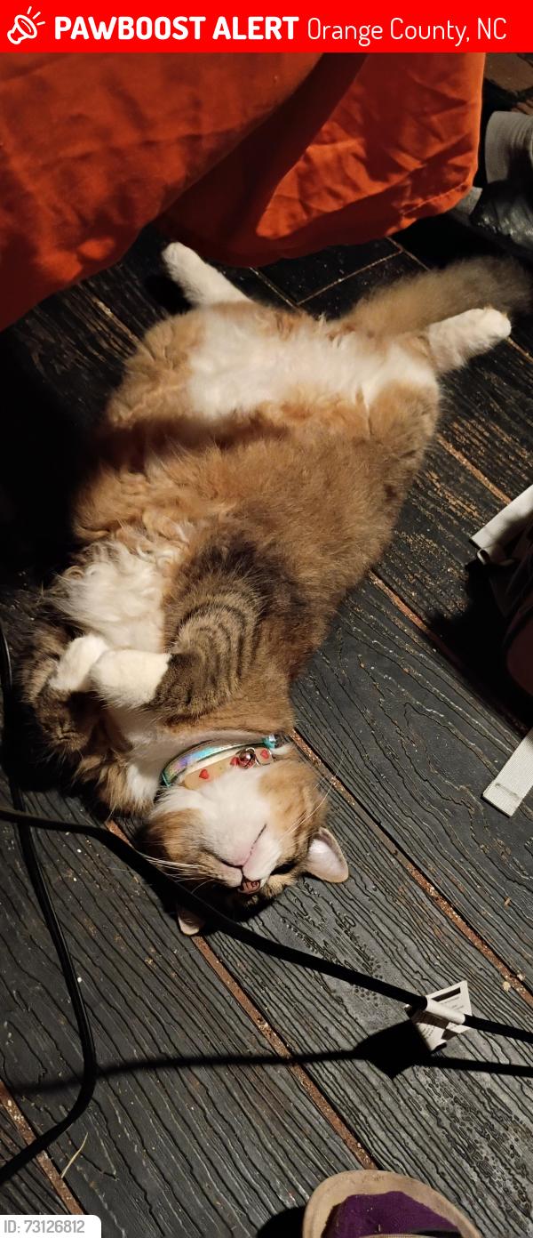 Lost Male Cat last seen Guess Rd , 57 , Sneed Rd, Orange County, NC 27572