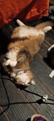 Lost Male Cat last seen Guess Rd , 57 , Sneed Rd, Orange County, NC 27572