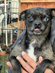 Reunited Male Dog last seen Aztec Ln, Adelanto, CA 92301, USA, Adelanto, CA 92301