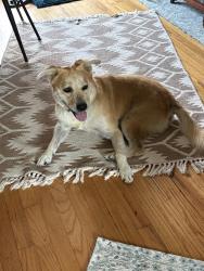 Found/Stray Male Dog last seen Nichols hills park, Nichols Hills, OK 73120
