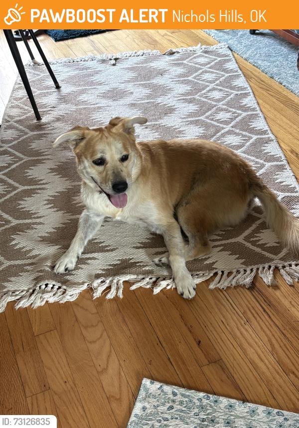 Found/Stray Male Dog last seen Nichols hills park, Nichols Hills, OK 73120