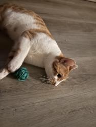 Lost Male Cat last seen Skyline apt, Spring Valley, CA 91977