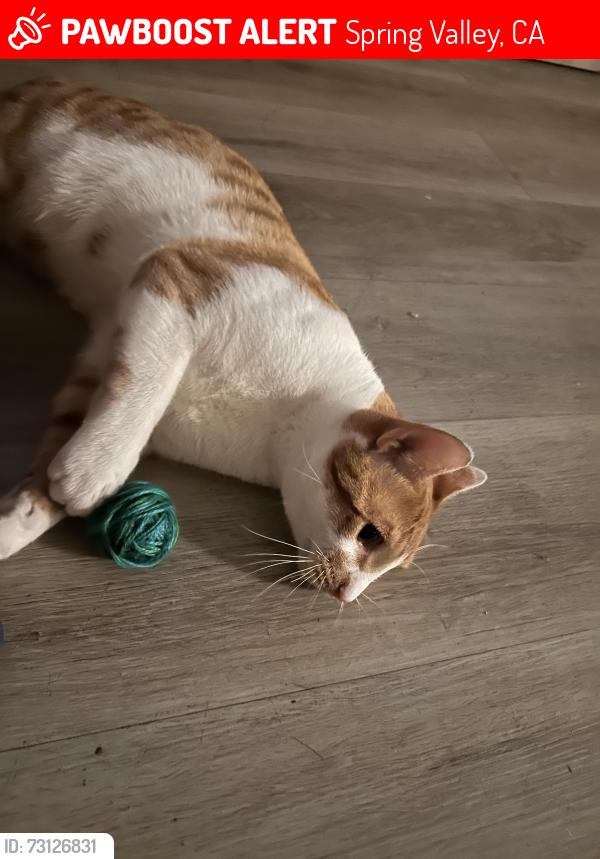 Lost Male Cat last seen Skyline apt, Spring Valley, CA 91977