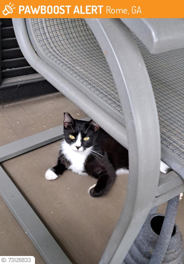 Found/Stray Unknown Cat last seen East 4th Street, Downtown area, Rome, GA 30161