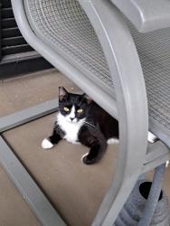 Found/Stray Unknown Cat last seen East 4th Street, Downtown area, Rome, GA 30161