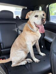 Found/Stray Female Dog last seen Cabin St off hwy 111, Duplin County, NC 28572