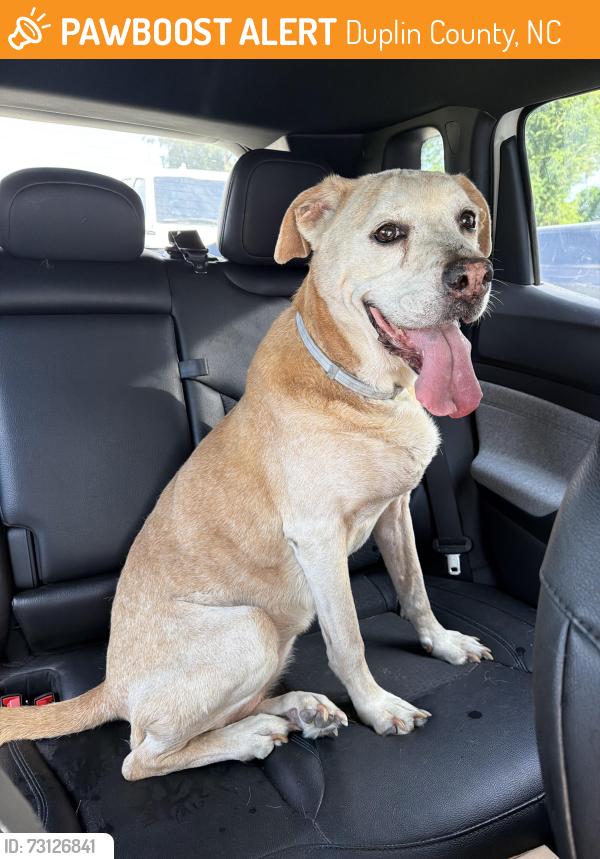 Found/Stray Female Dog last seen Cabin St off hwy 111, Duplin County, NC 28572