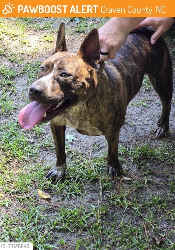 Found/Stray Female Dog last seen Streets Ferry Road and River Road, Craven County, NC 28586