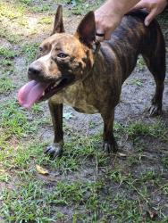Found/Stray Female Dog last seen Streets Ferry Road and River Road, Craven County, NC 28586