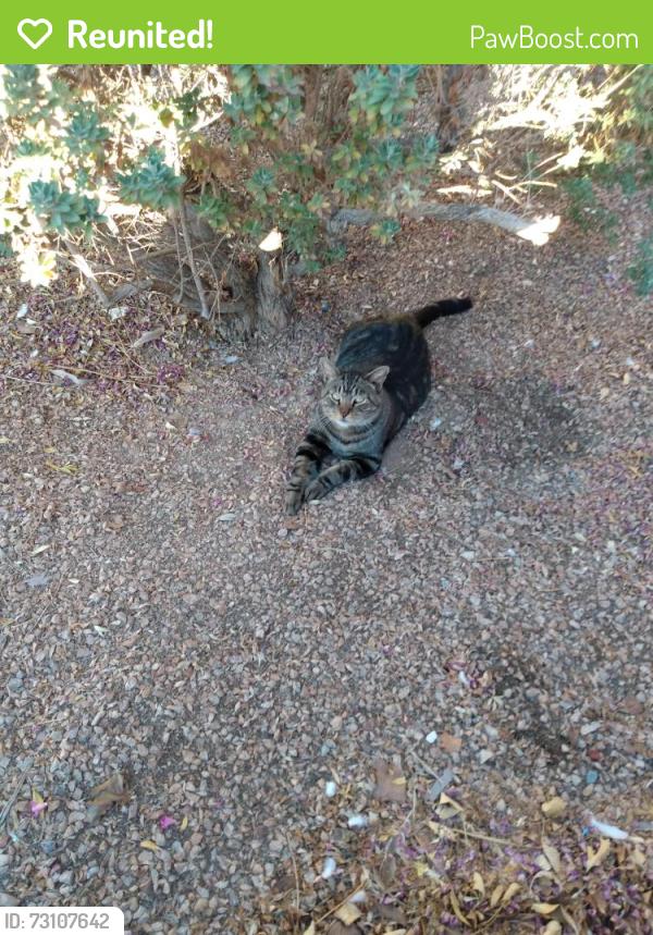Reunited Male Cat last seen Flamingo & Teneya, Las Vegas, NV 89147