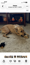 Lost Female Dog last seen 234th street, Newberry, FL 32669