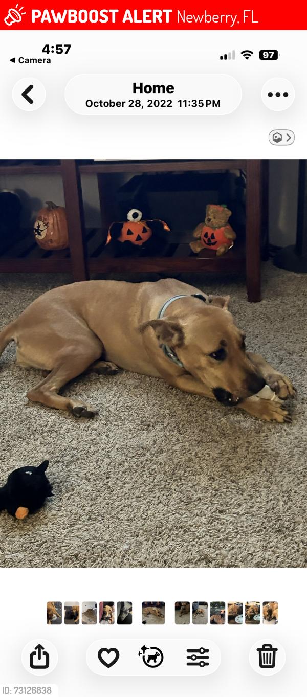 Lost Female Dog last seen 234th street, Newberry, FL 32669