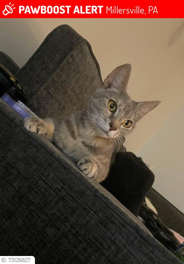 Lost Female Cat last seen Hillview ave, Millersville, PA 17551