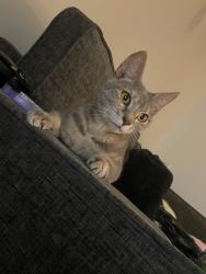 Lost Female Cat last seen Hillview ave, Millersville, PA 17551