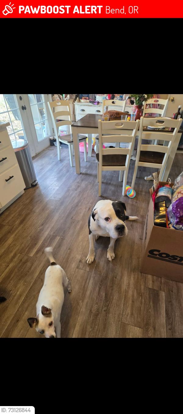 Lost Male Dog last seen Ladera st bend or, Bend, OR 97702