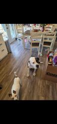 Lost Male Dog last seen Ladera st bend or, Bend, OR 97702