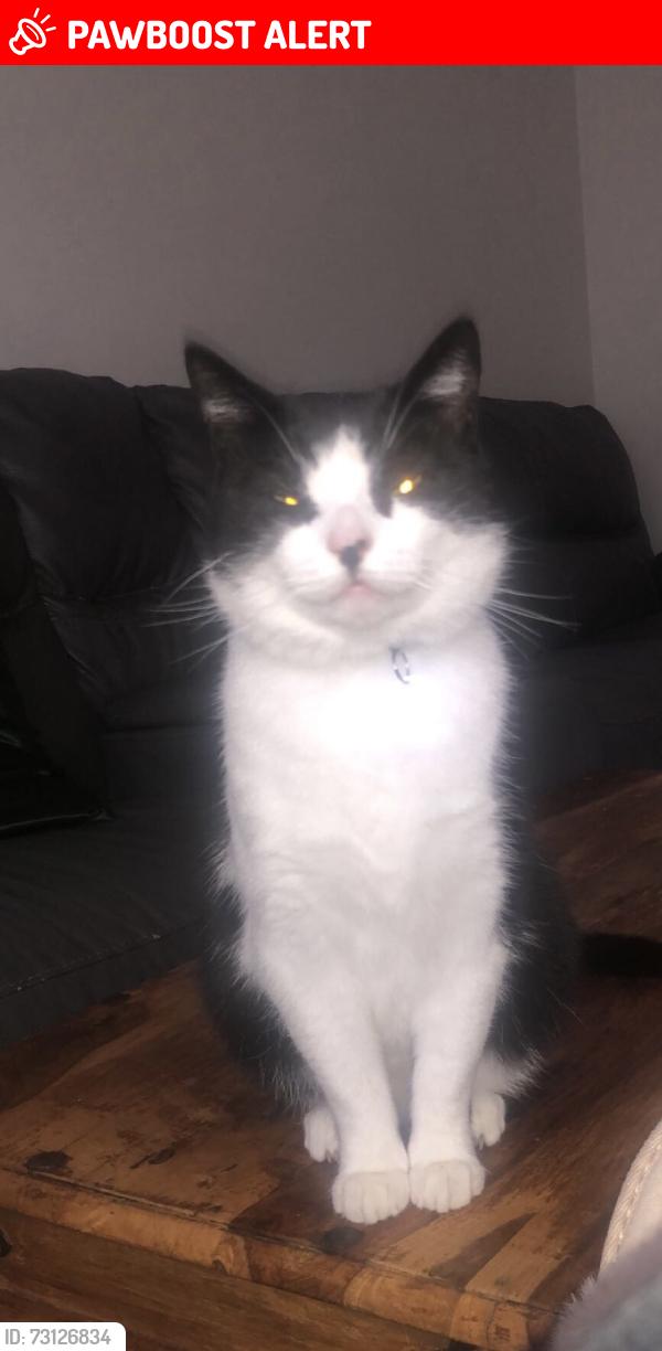 Lost Male Cat last seen E14 0LN, Aberfeldy Village, England E14 0LN