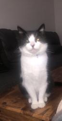 Lost Male Cat last seen E14 0LN, Aberfeldy Village, England E14 0LN
