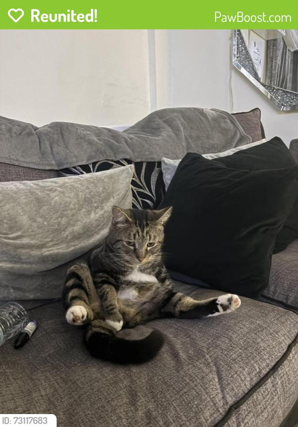 Reunited Male Cat last seen Norbury train station, Greater London, England 
