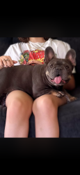 Found/Stray Female Dog last seen Jewetta, Bakersfield, CA 93312