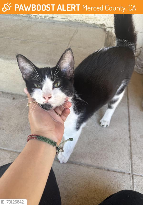 Found/Stray Female Cat last seen Olive Ave & Shaffer Rd, Winton, CA, Merced County, CA 95388