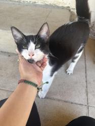 Found/Stray Female Cat last seen Olive Ave & Shaffer Rd, Winton, CA, Merced County, CA 95388