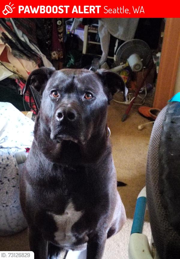 Lost Male Dog last seen Wallingford Ave N, N 85th St, Seattle, WA, Seattle, WA 98103