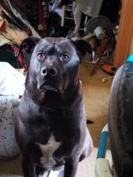 Lost Male Dog last seen Wallingford Ave N, N 85th St, Seattle, WA, Seattle, WA 98103