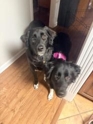 Lost Male Dog last seen Oak Ridge Highway and Karns Valley Drive, Knoxville, TN 37931