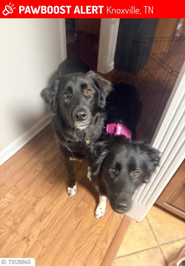 Lost Male Dog last seen Oak Ridge Highway and Karns Valley Drive, Knoxville, TN 37931