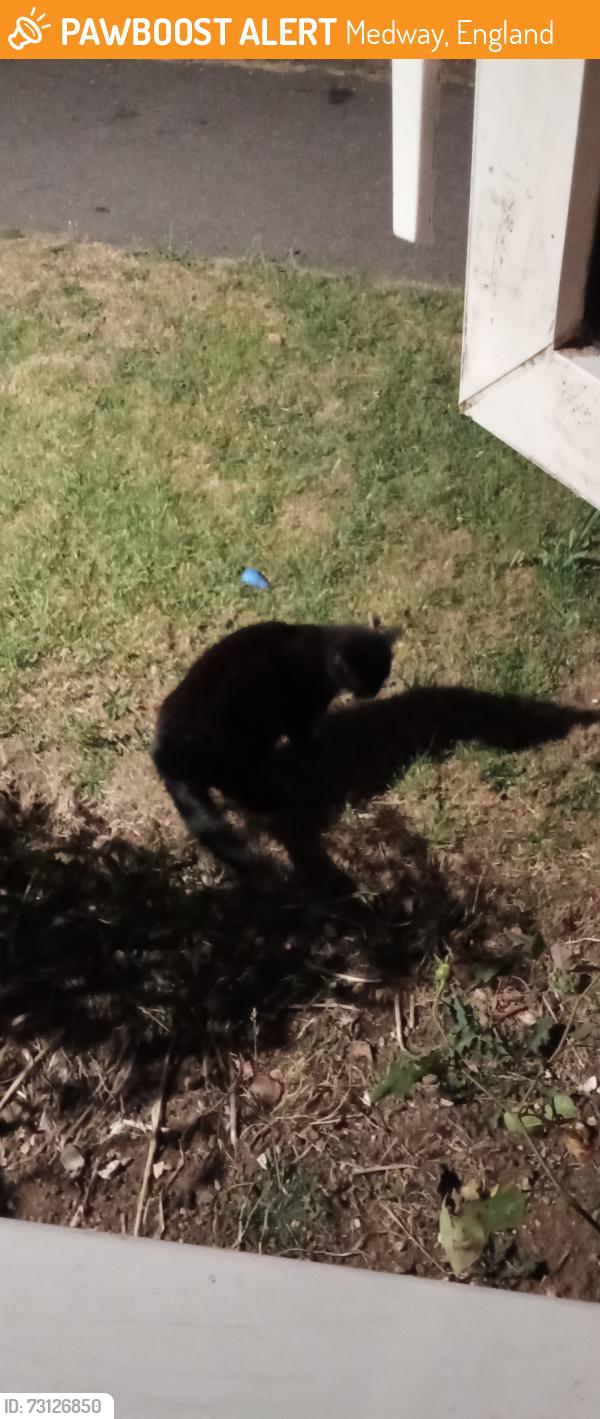 Found/Stray Unknown Cat last seen Featherby road, Medway, England 